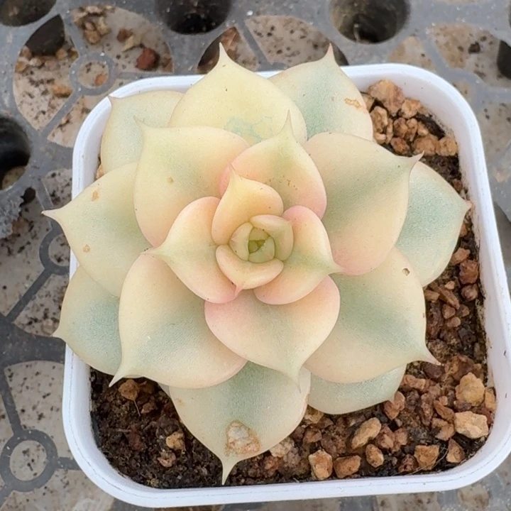 贝加尔湖一物一拍