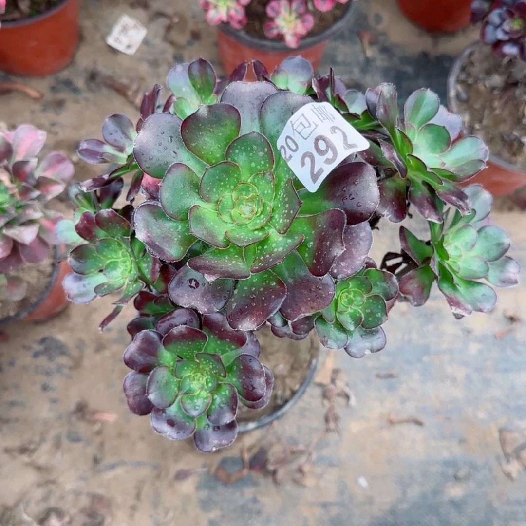 黑圆292满20包邮断枝不包