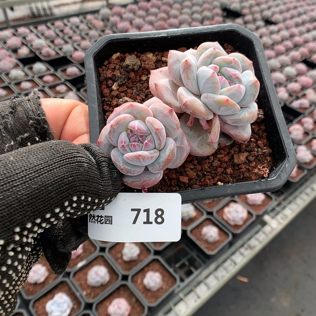 718星影多肉植物666