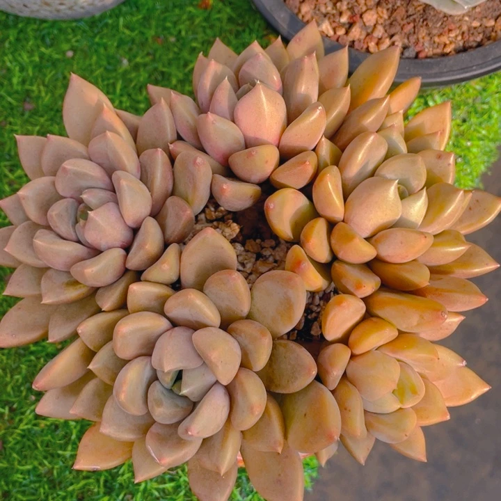 谢谢你的支持000038.9