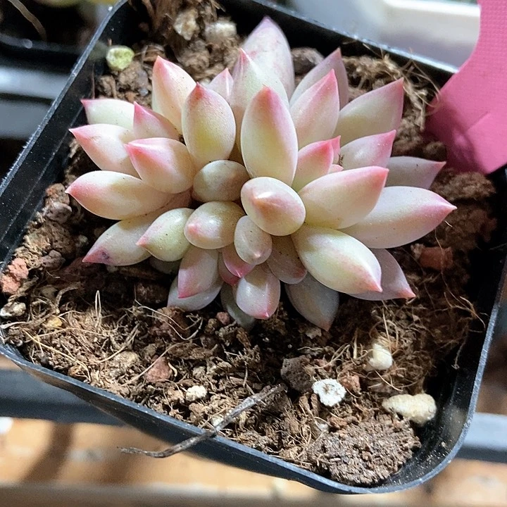 多肉植物虞美人群376