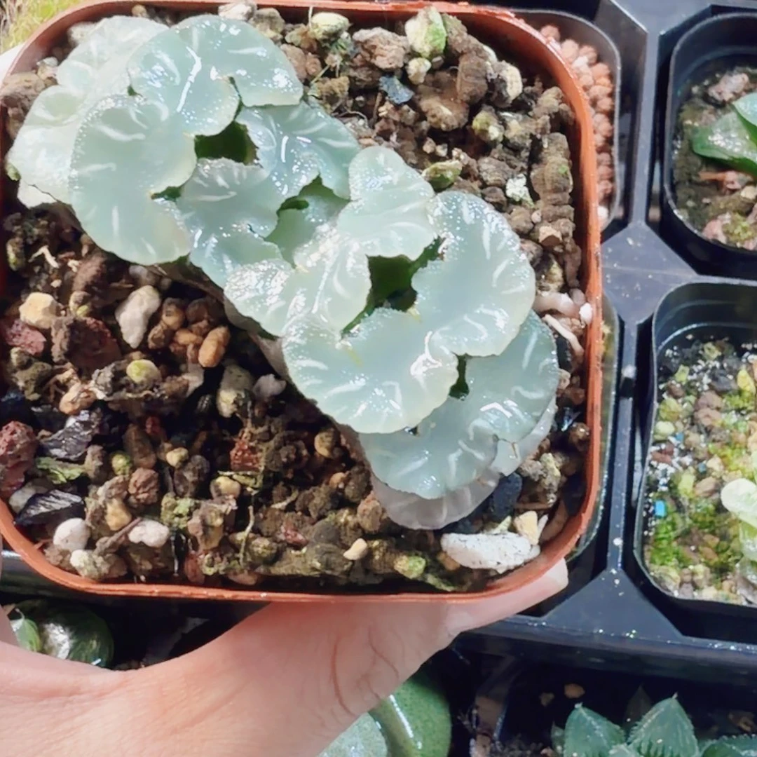 十二卷鬼岩稻妻福利