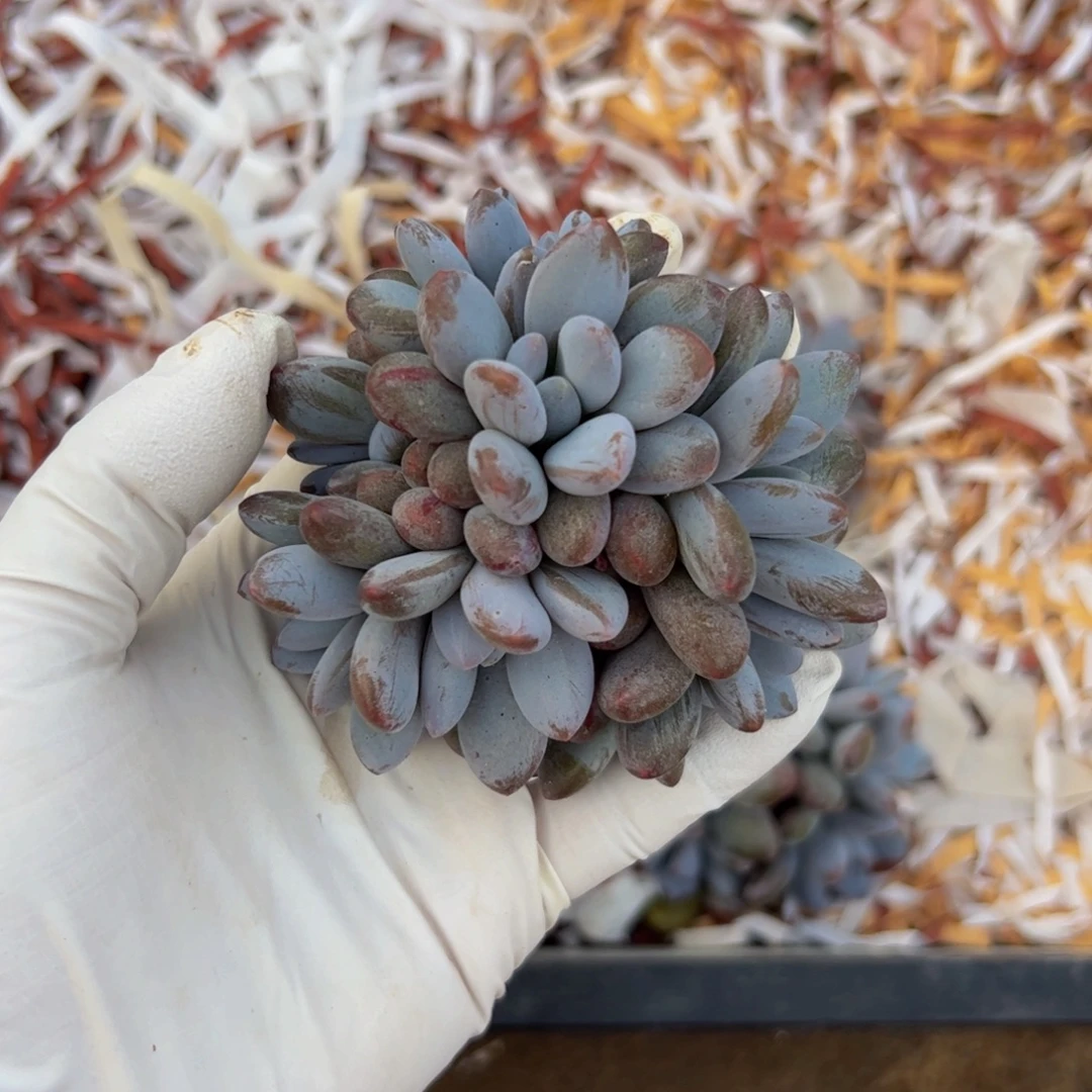 橙龙自然群多肉植物