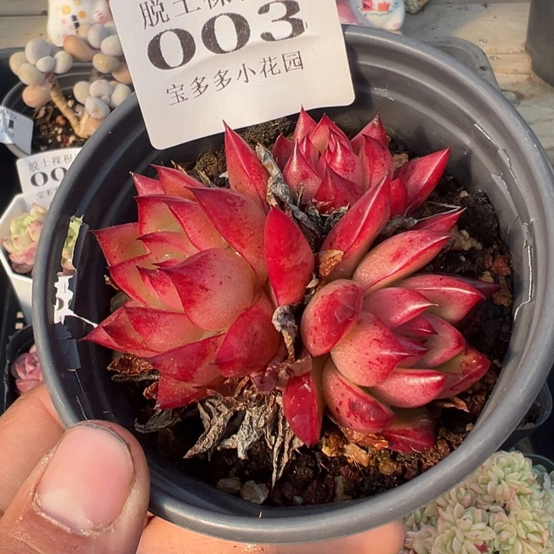 蜡滨多肉满28包邮脱土发