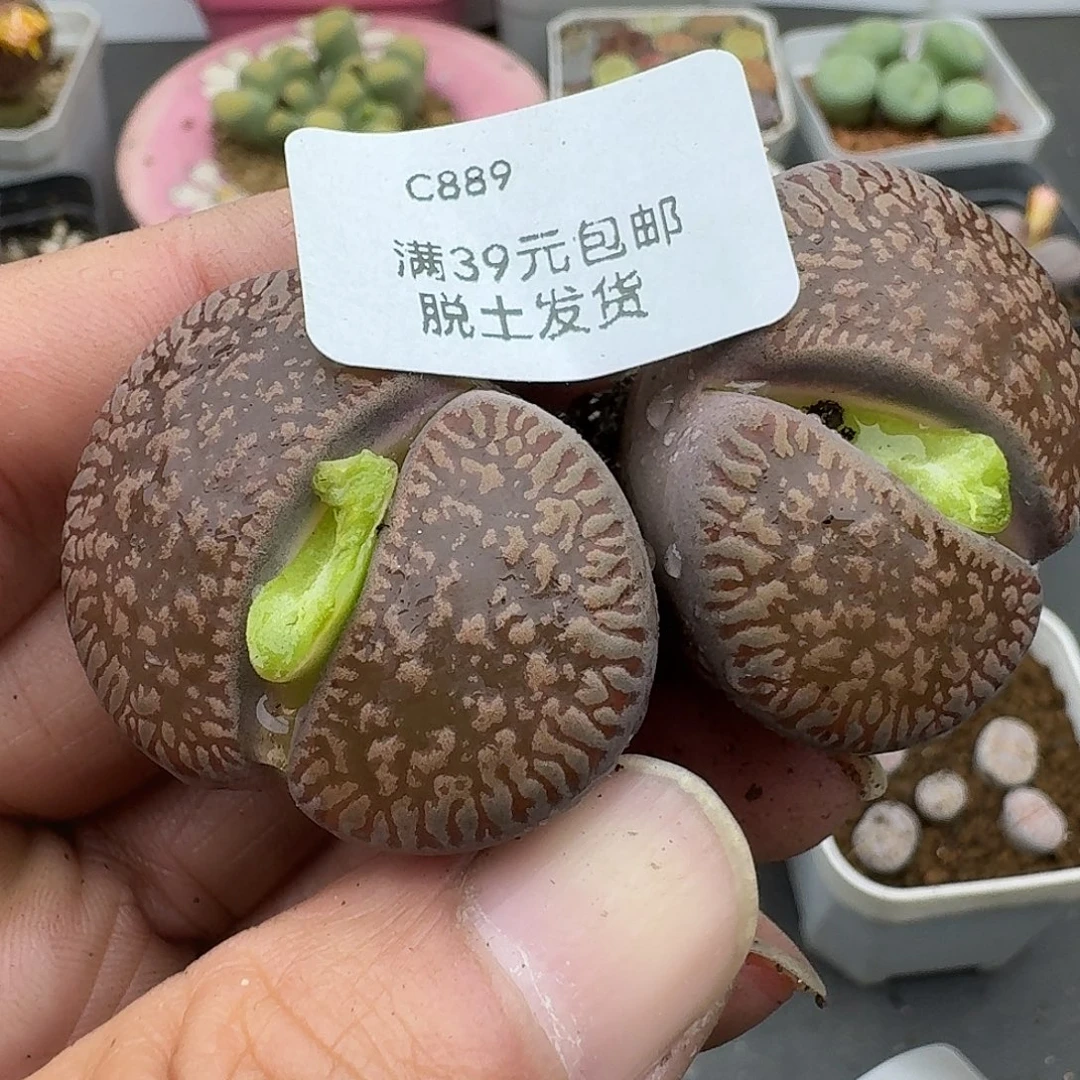 889多肉哈哈哈哈哈哈