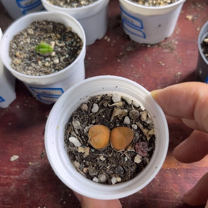 158 双头橙色毛汉尼