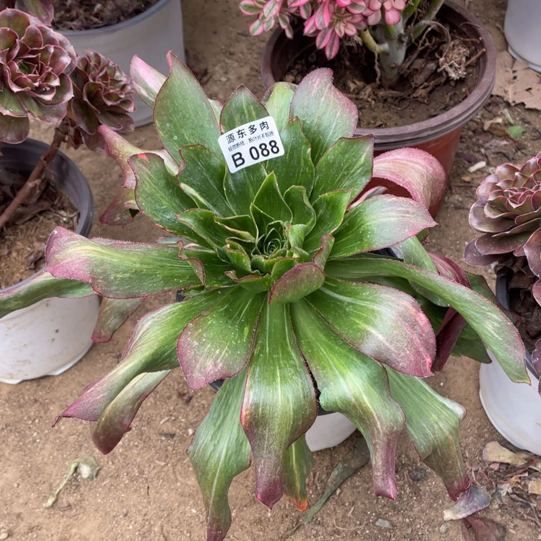 九***福088魅影七彩多肉法师断枝不包