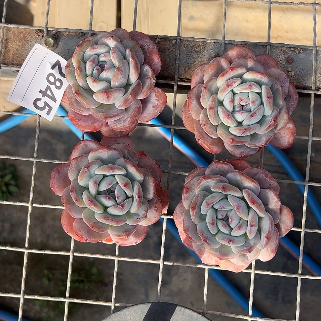 2845，四个长腿粗腿星影不圆