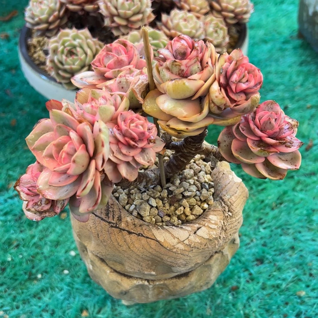 秀妍锦，，，，，，，，，，，，