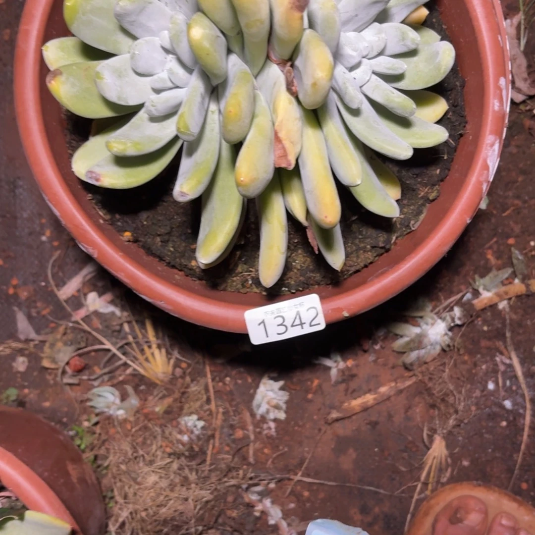 永***、仙女杯多肉植物杂交