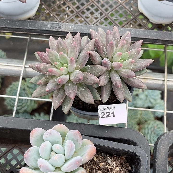 阿雅园艺。   4221虞美人