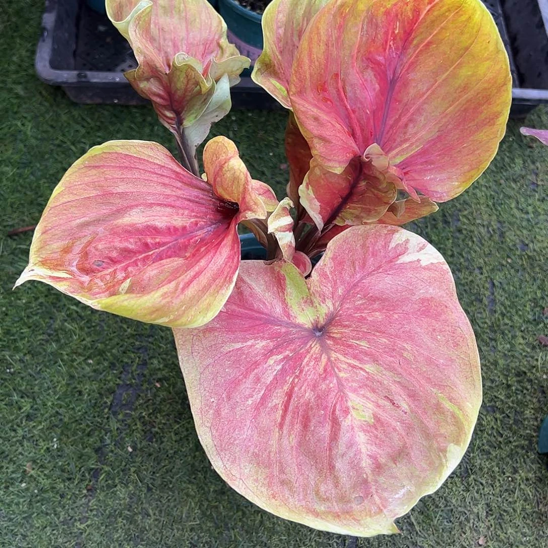 无花朵大球养定小黄人微瑕9