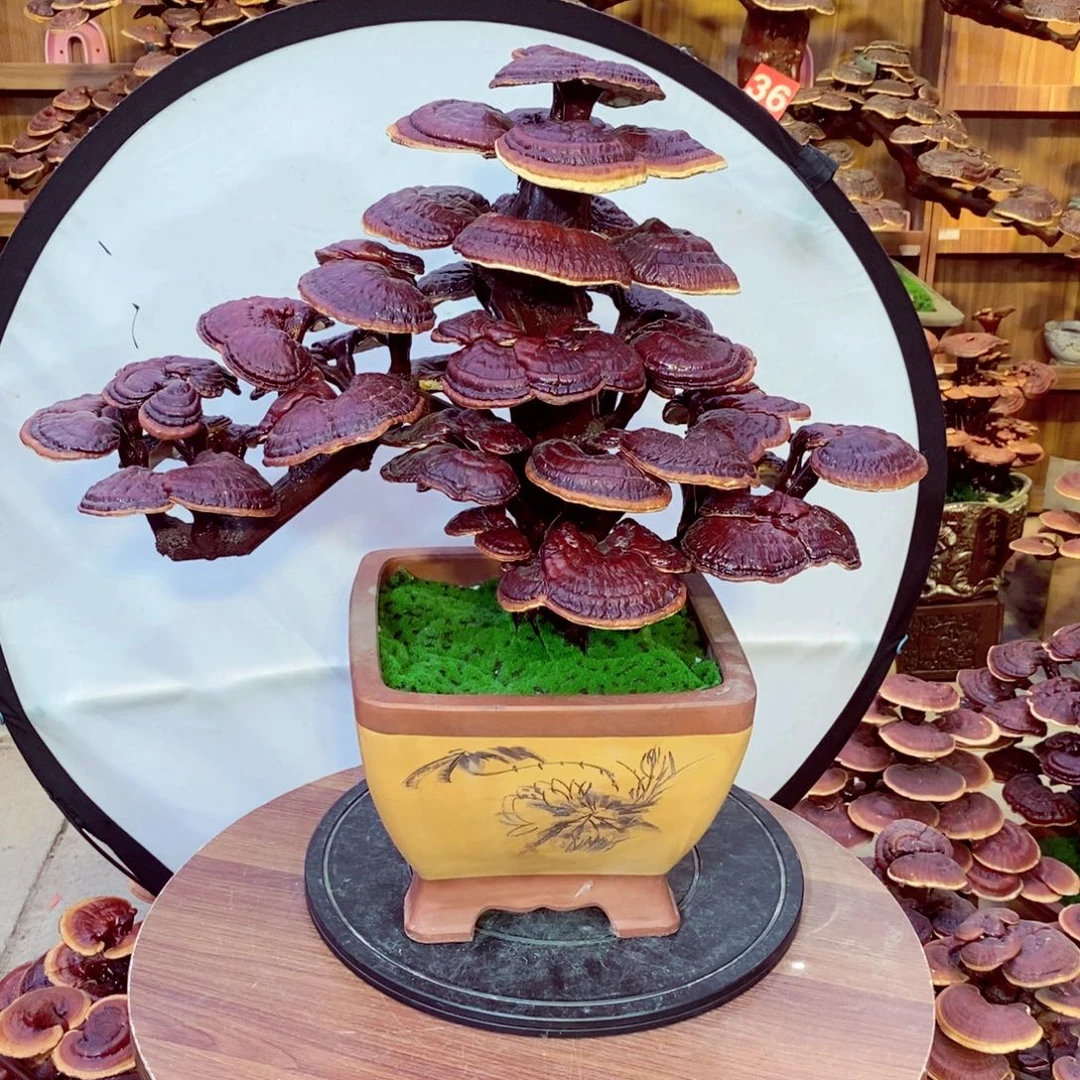 无花朵娱**已发财树发财树发财树