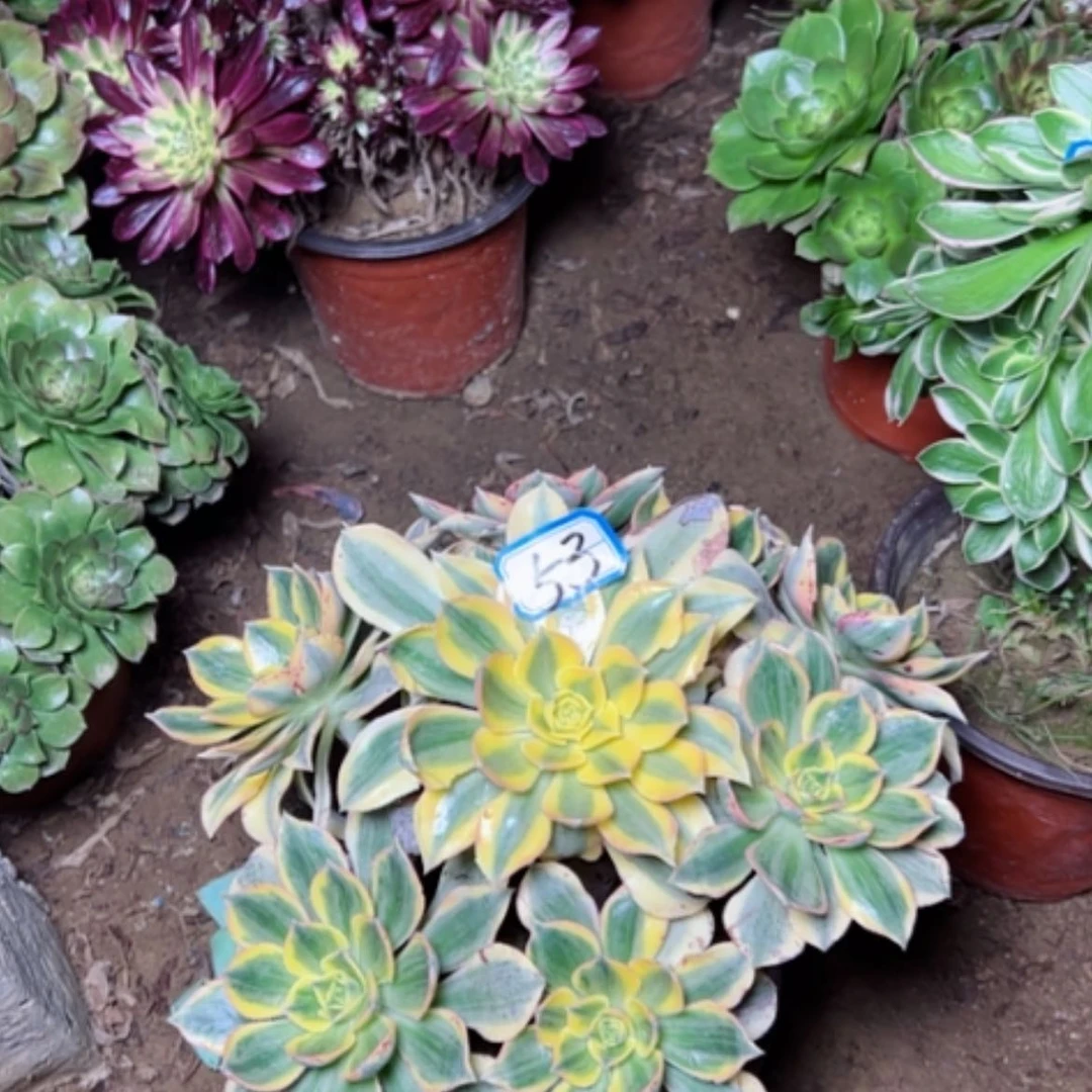 【闪购商品】小*多肉植物灿烂53