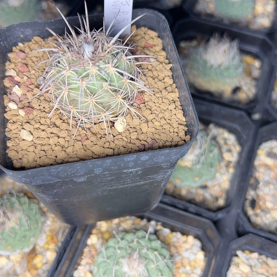 只**买6023专拍实生富良美丸