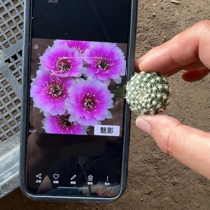 269丽花魅影歪3公分左右无根侧牙，20包邮