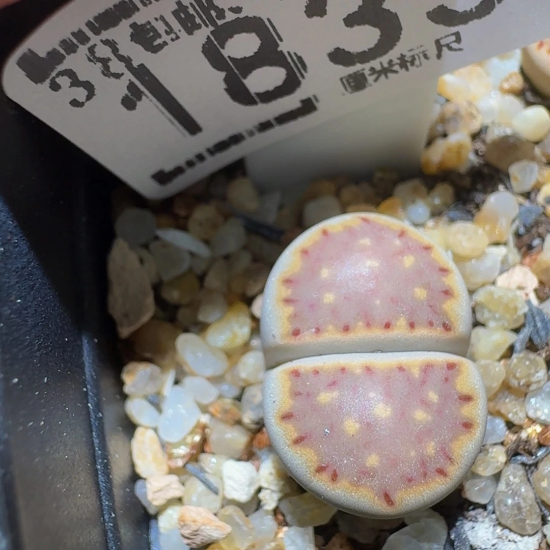 Ssss精品生石花1833
