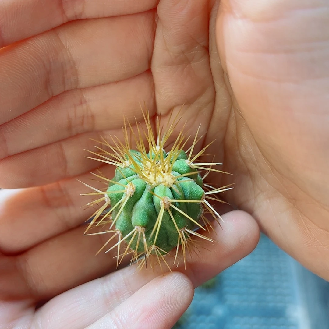 苗接无根孤龙2公分