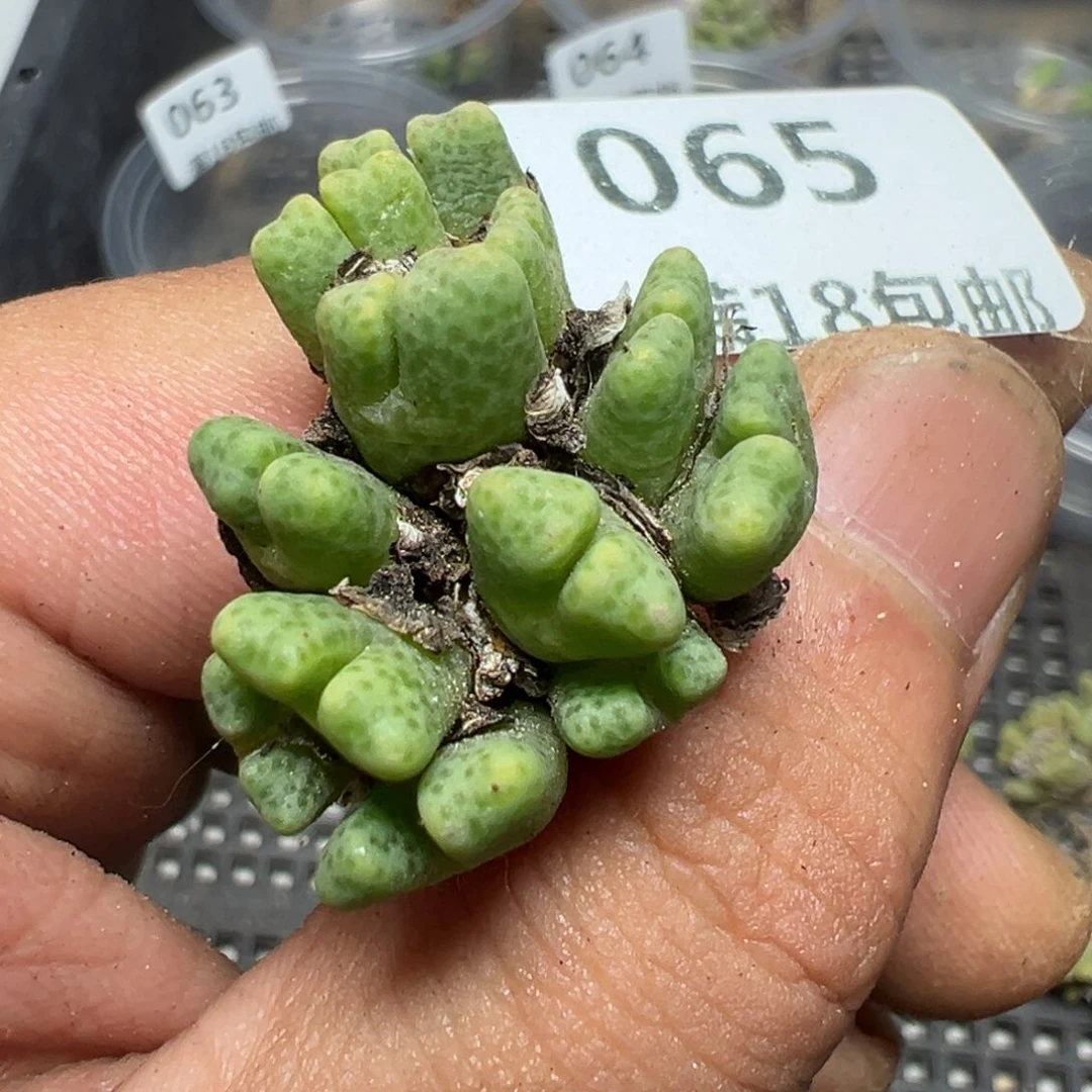 【闪购商品】 065。