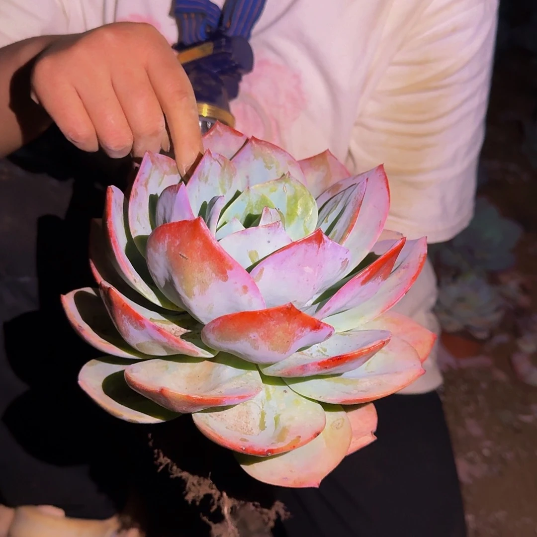 单头血凤 一颗 不包损3号