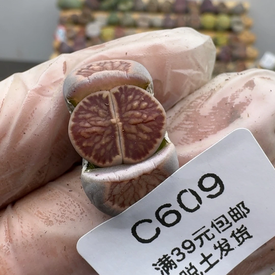 呵**呵609哈哈哈哈哈哈哈