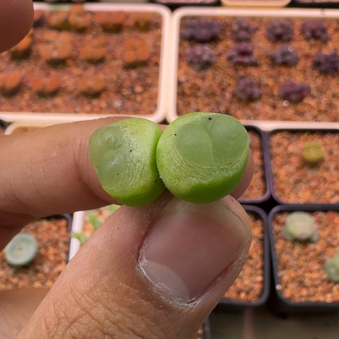 果***哟云缦精品番杏9.4 桃尻娘已补差价