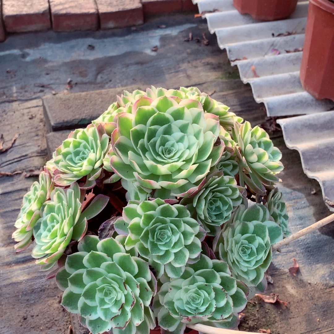 孔雀翎，多肉植物的
