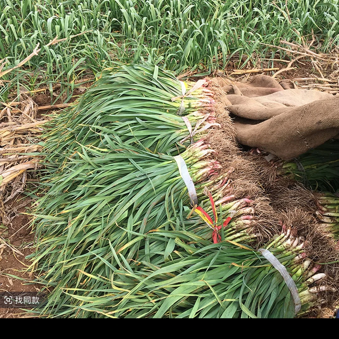 湖北钟祥市石牌镇红皮蒜苗小香蒜露天农家蔬菜