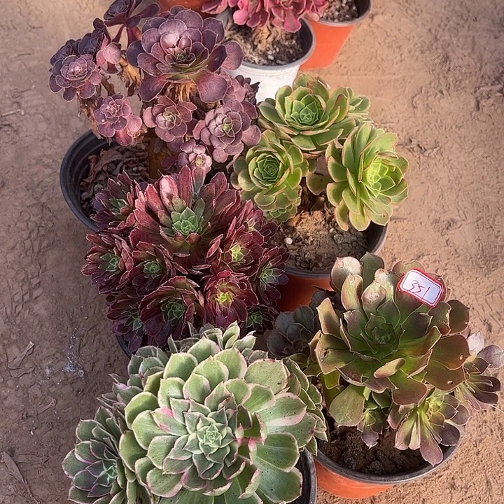 351多肉植物组合，