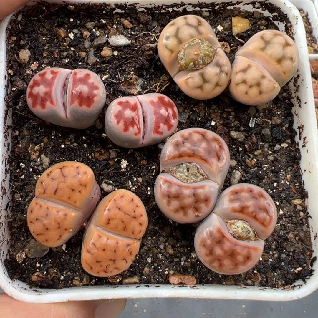 2.13好看的多肉264