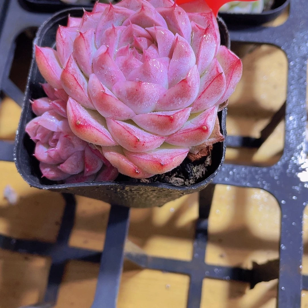 1278号 全状态桃薰女王一颗