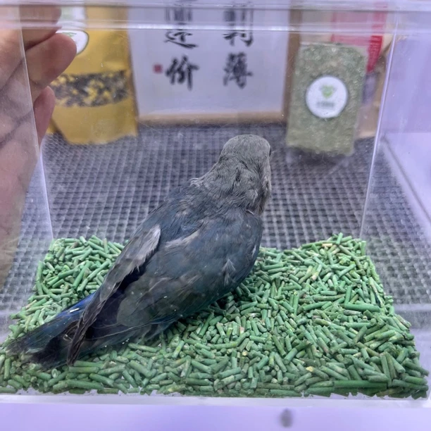 牡丹鹦鹉-独立普通蓝银公Z0333