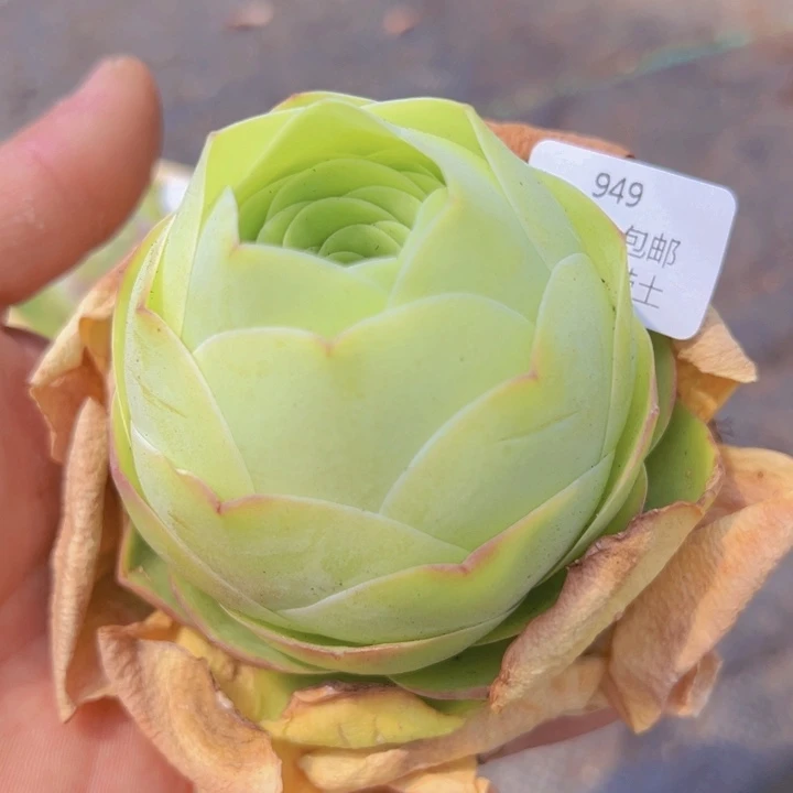 949 玫瑰裸根不带土发货