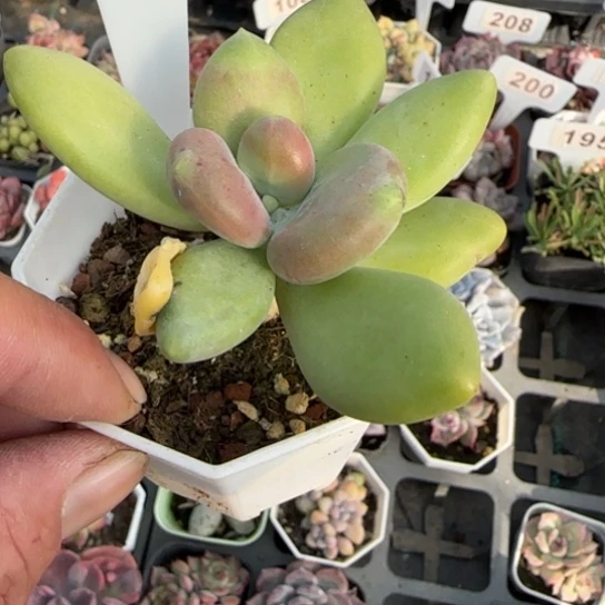 270芒果奶多肉植物多