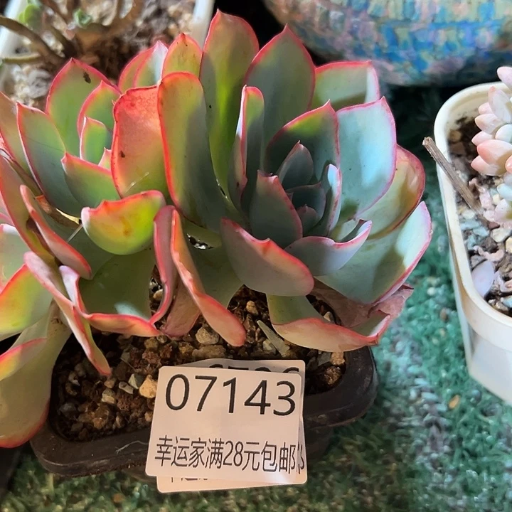 幸运的是我还在努力