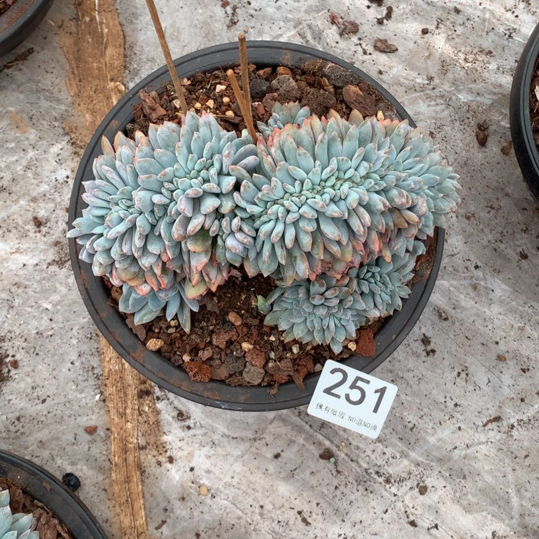 251橙子缀化多肉植物