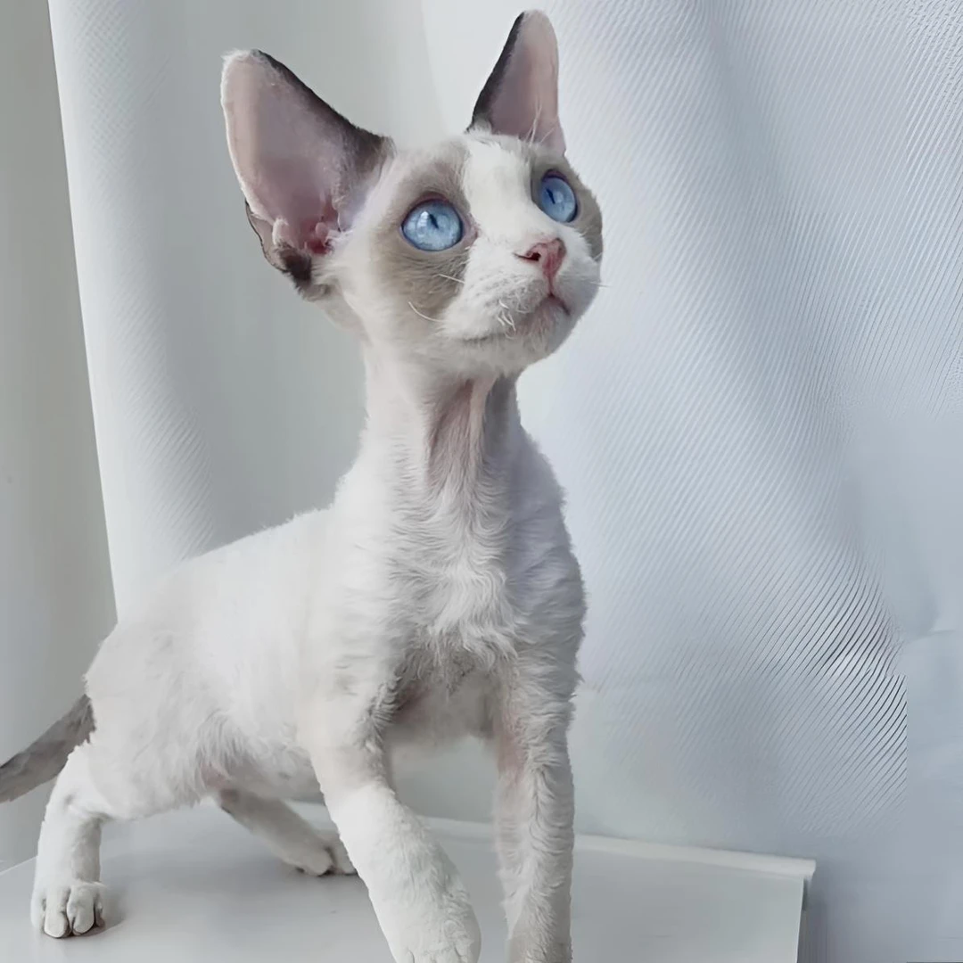 德文猫海双蓝眼弟弟完美开脸