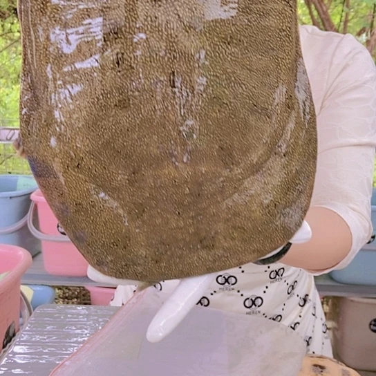 中国大陆M**意中华鱼