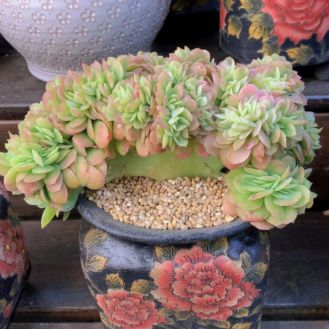 精品多肉植物花卉盆栽花卉