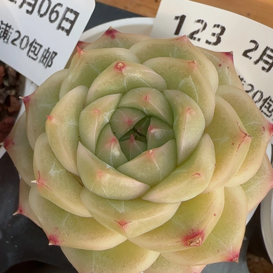 花语逸境0206-123