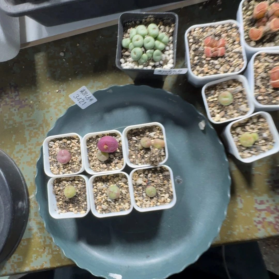 大*局3421。 猴子。7颗