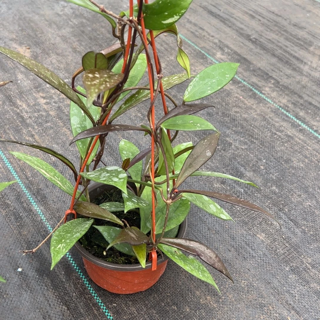 吉***意无花朵黑银粉黑巴顿