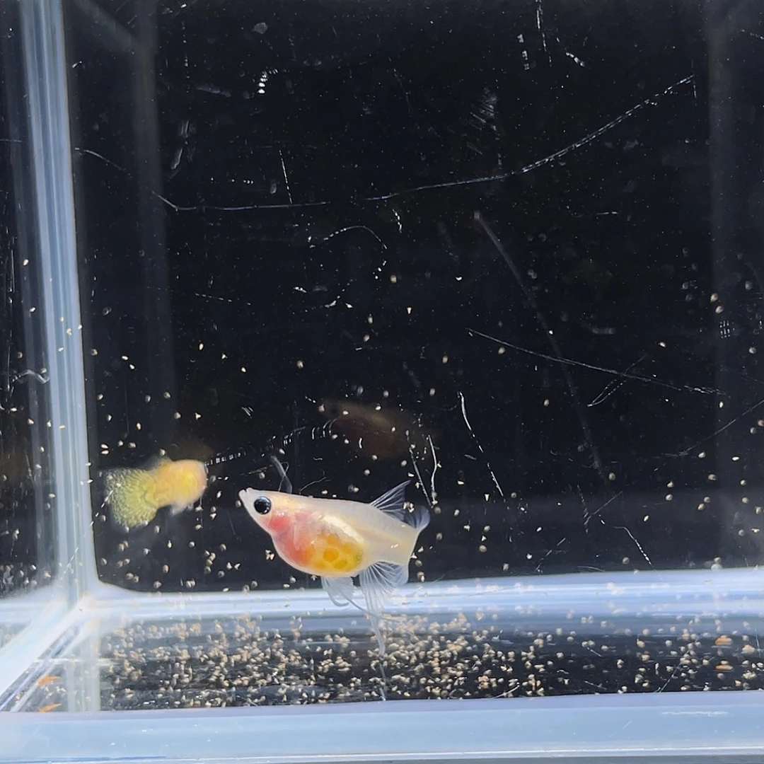 孔雀鱼黄蕾丝玻璃球C