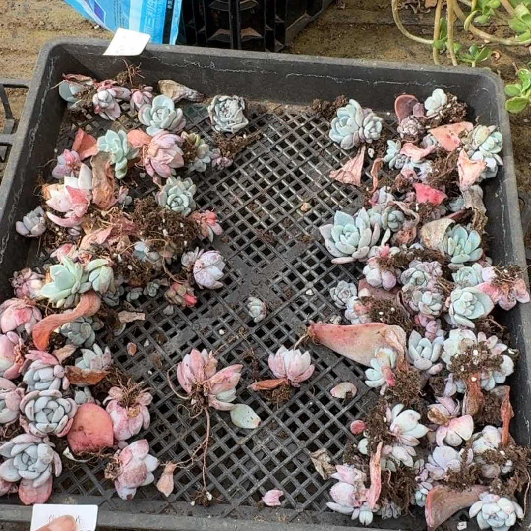 宽叶梦露叶插25-168