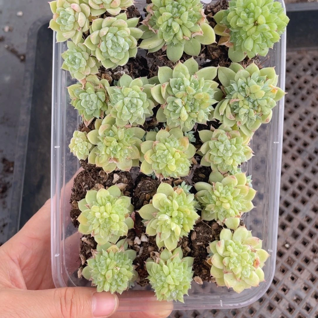 糕大上多肉植物608