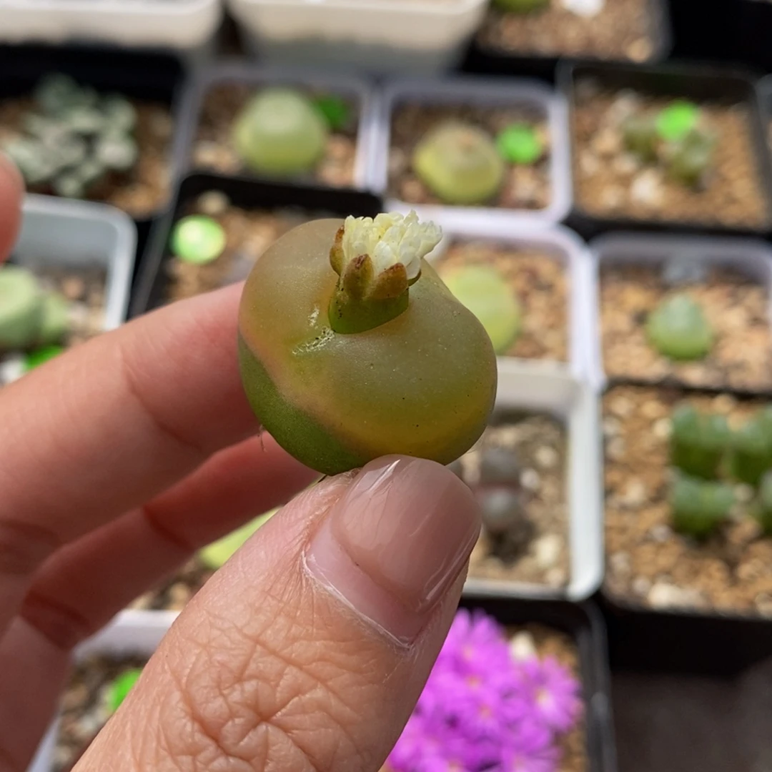 2.4cm多肉植物保护306