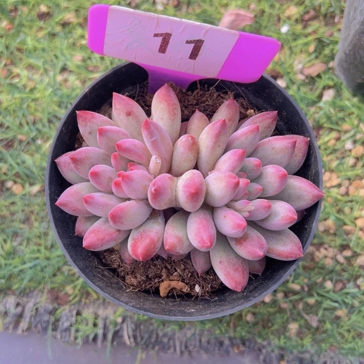 健健康康平平安安