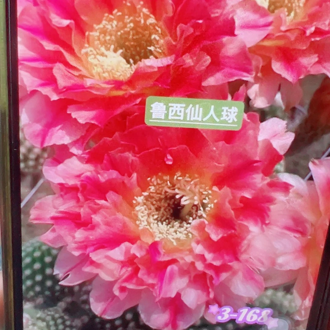 毛花柱 168侧芽 满20包邮
