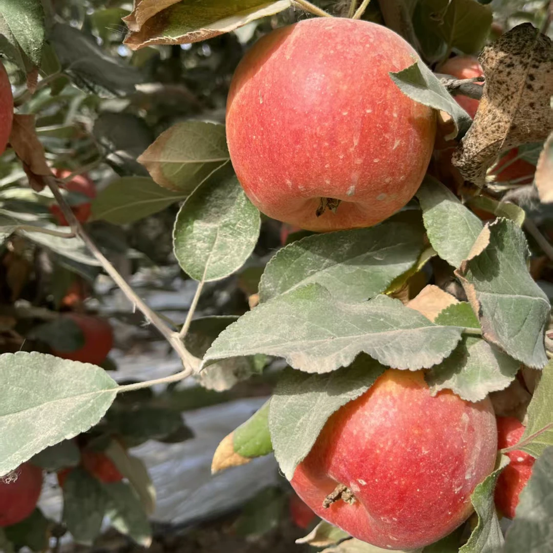 【京东山东发货】新疆香妃苹果 酸甜硬脆 净重4斤8-10个