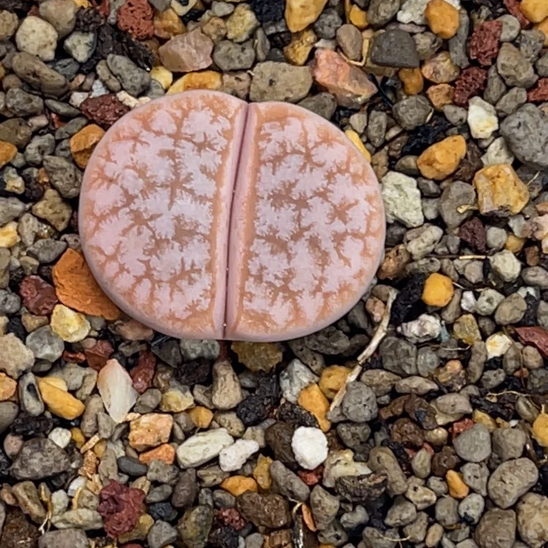 5077粉色拿铁尺寸2.0